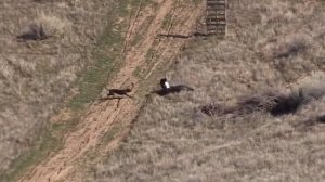 Он Был Обречен! Битвы Хищных Птиц Снятые на Камеру