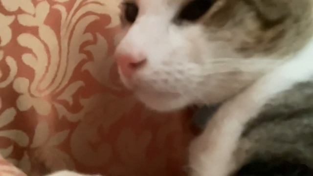 Why’d you wake up mate? I was filming a video of you. смотреть онлайн