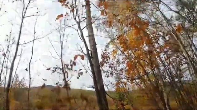 Охота с ВОЛЭНДАМИ по пушнине. Мифы о том как Волэнды не работают. смотреть онлайн