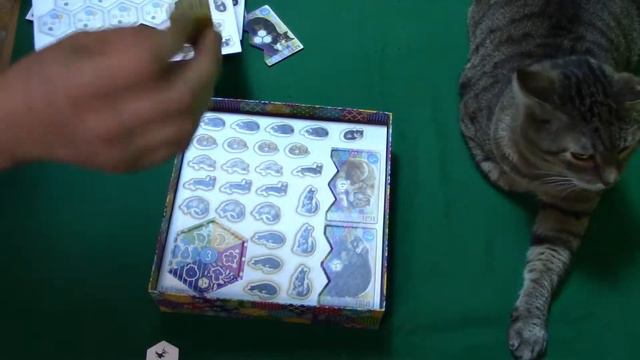 Распаковываем игру Котики смотреть онлайн