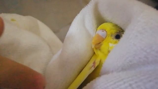 Выпустили из клетки. Волнистые попугаи. Влог про попугаев.