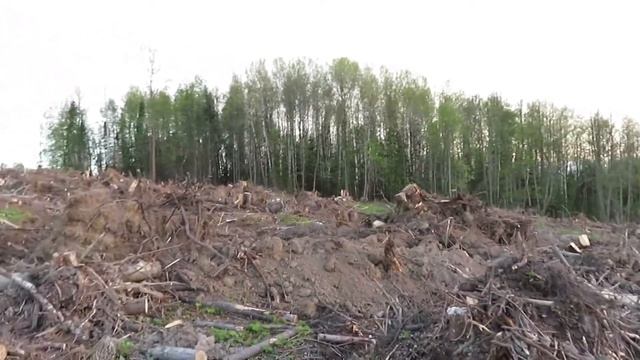 Вырубка и раскорчевка лесного массива у заг. компл. "ГОСТИНЫЙ ДВОР" (БЕРЕЗКА) г. Лысьва. 08.06.18 смотреть онлайн