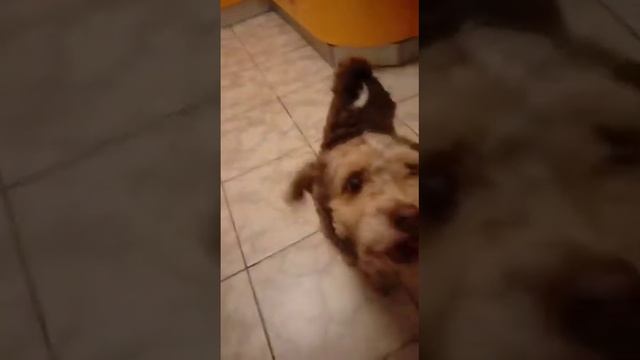 Филя разговаривает, пока лысый ворует колбасу смотреть онлайн