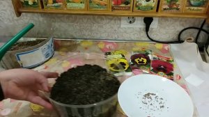 ВИОЛА Когда и как сажать Анютины глазки?