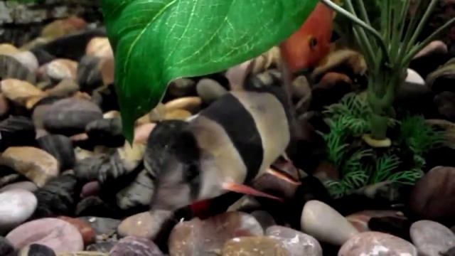 Рыбка боция клоун отдыхает... смотреть онлайн