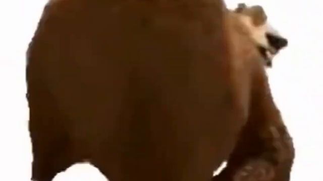 медведь жоска флексит под музычку#обрыган смотреть онлайн