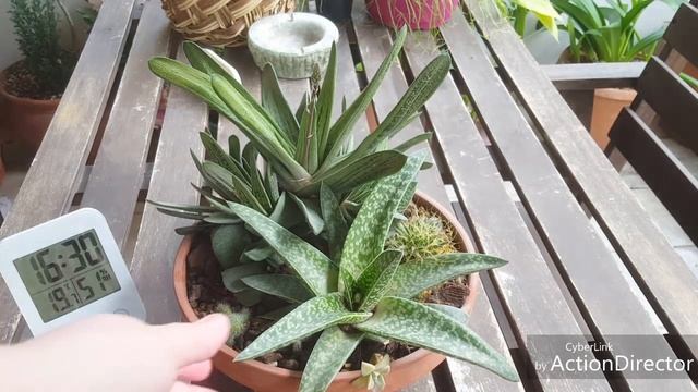 Гастерия(Gasteria)-грунт и содержание смотреть онлайн