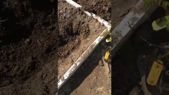 Сажаю розу шнеевальцер в грунт смотреть онлайн