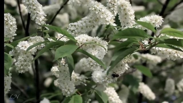 Черёмуха #песня Владимир Сидоров-Свет смотреть онлайн