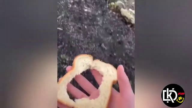 ❣️TOP Funniest And Cutest Animals @kdstudio9274  I САмые милые и смешные животные  и малыши 7