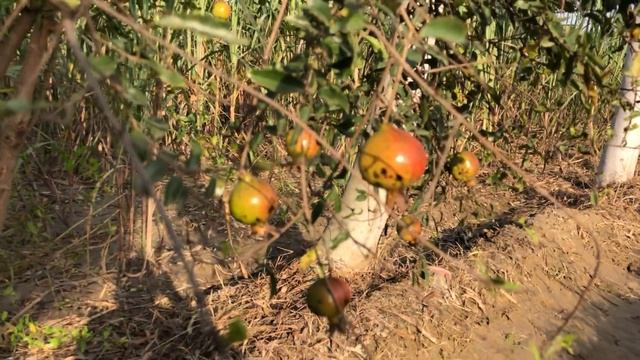 Pomegranate (Punica Granatum) Plant Flowers Fruit Leaves Tree смотреть онлайн