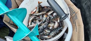 Чиню мотоледобур и едем на рыбалку.