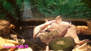 Шпорцевые Лягушки Земноводные Spiny frog Amphibians