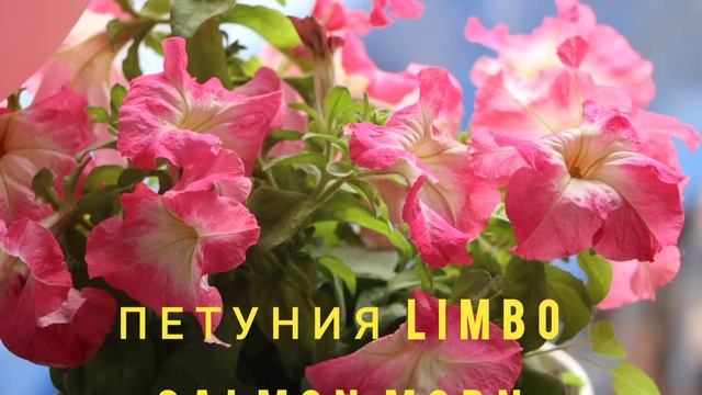 Фото петуний кустовых сезона 2021. Петуния кустовая крупноцветковая Limbo (Лимбо) смотреть онлайн