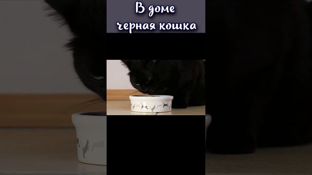 Можно ли держать в доме черную кошку? #shorts смотреть онлайн
