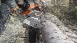 Звук бензопилы. Привет соседям!  Chainsaw sound. Hello neighbors!