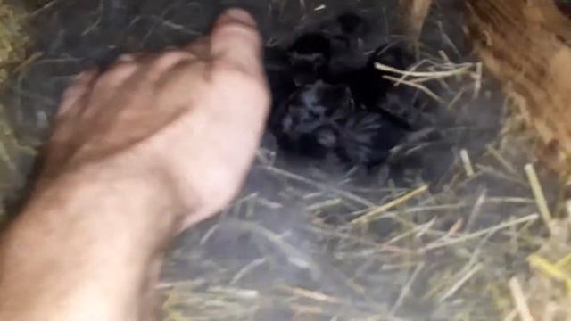 Кролики//Черная окролилась, интересно сколько