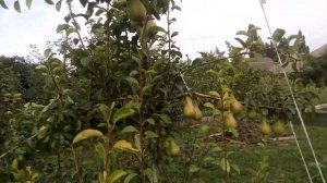 Груша Аббат Феттель на 10 08 2021 год