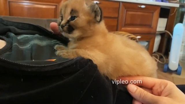 Воспитание Каракет от VIPLEO® с рождения. смотреть онлайн