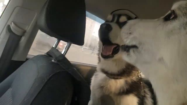 Как поют хаски.How Husky Sing🐺🐺