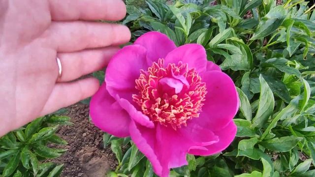 Цветение молодых пионов на даче у Елены?Карина Версан,Бартзелла,Диана Паркс,Печер и др. смотреть онлайн