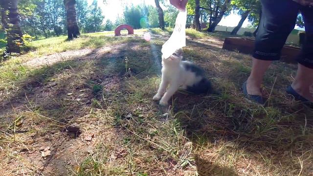 GoPro kitty / Котёнок смотреть онлайн