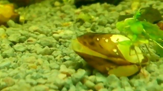 Корбикула двустворчатый моллюск (Corbicula fluminea) смотреть онлайн
