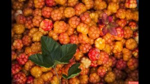 Морошка чудо-ягода! Морошка: Полезные свойства и применение