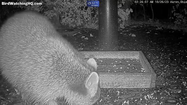 Енот пришел кушать-кормушка пустая. В камеру хотел попросить корм#Cam in Ohio! смотреть онлайн