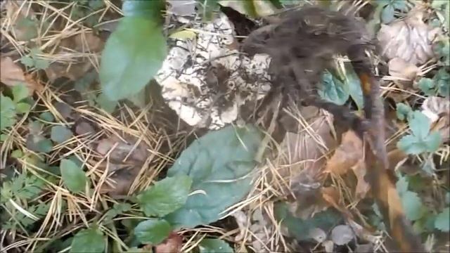 Видеоэкскурсия "Лесное изобилие" (осенние грибы) смотреть онлайн