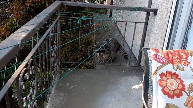 А ну-ка, пошевели ушами. Молодец! смотреть онлайн