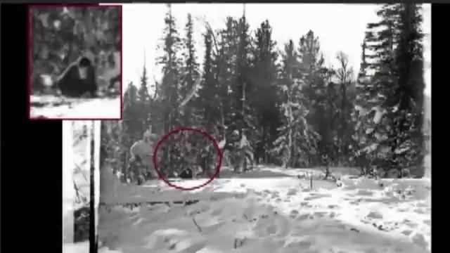 В 1661 году польскому королю был преподнесен очень необычный подарок смотреть онлайн