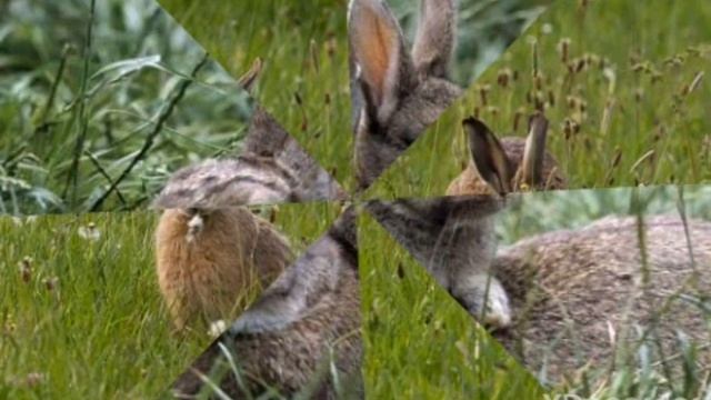 Музыка для души.Лес.Животный леса.Белки.Манзара. Тинчлантирувчи музика.Урмон хайвонлари. смотреть онлайн