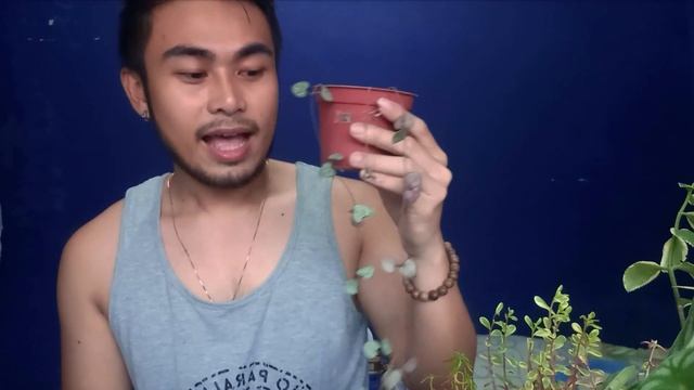 RosegreensPH Gardens | Peperomias and String of Hearts + FREEBIES смотреть онлайн