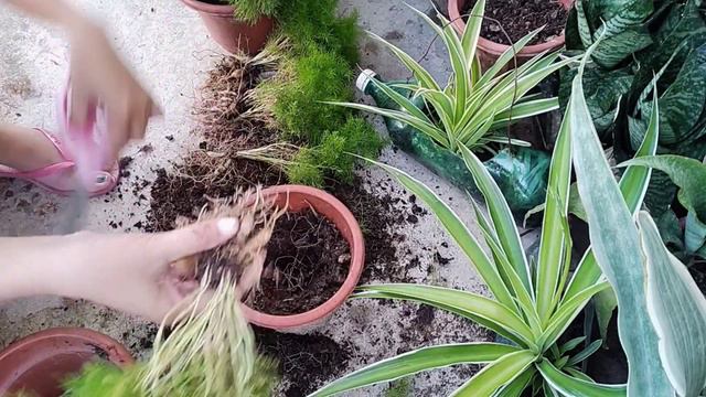 Asparagus Fern (propagation) смотреть онлайн