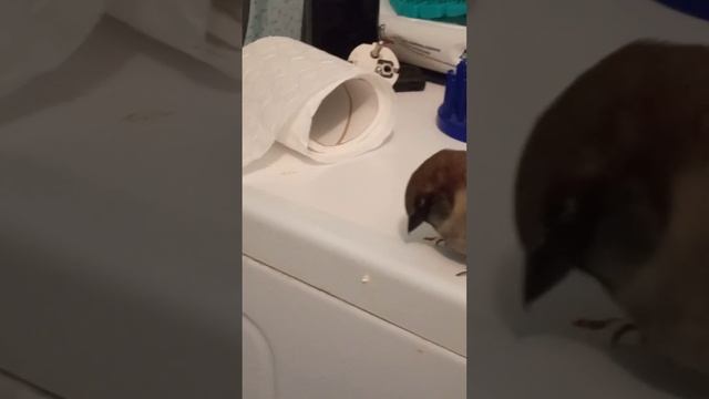 ВОРОБЕЙ ЧИВКА КОНТРОЛЬ КАЧЕСТВА смотреть онлайн