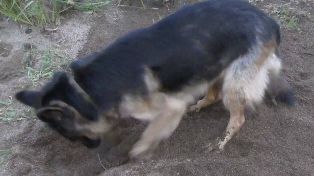 Мы пришли не бобров ловить,а рыбу... смотреть онлайн