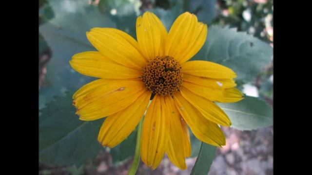 Приморский край, садовые цветы, август 2018 г. смотреть онлайн