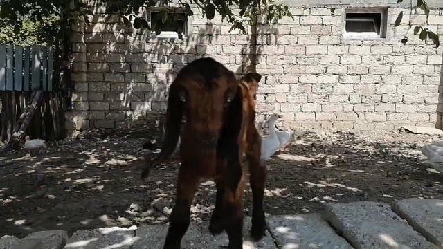 Козы Шами Тел +994557793997 смотреть онлайн