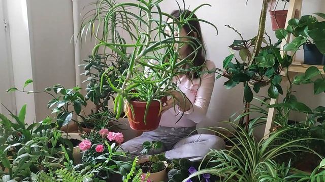 Обзор комнатных растений. Ошибки при уходе за домашними растениями. Почему растения умирают? смотреть онлайн