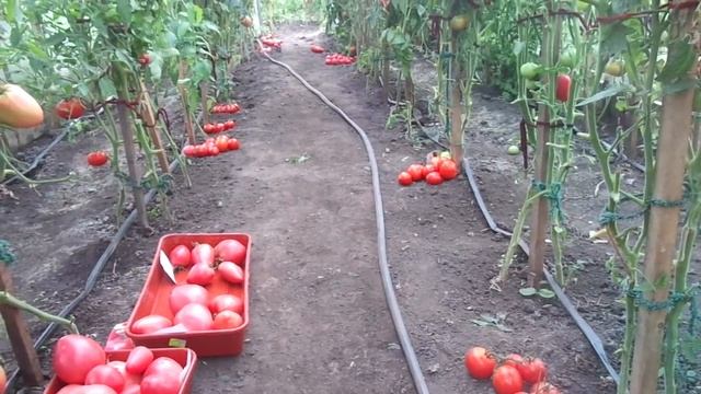 НЕ ПОРА ЛИ ЗАКРЫВАТЬ ДВЕРИ ТЕПЛИЦЫ НА НОЧЬ? Ольга Чернова. смотреть онлайн