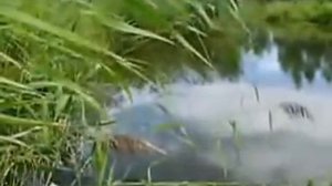 Где поставить сеть на реке