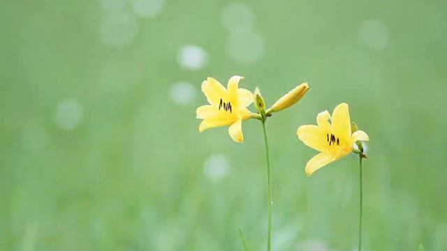 FLOWERS - ЦВЕТЫ ДЛЯ ВАС! смотреть онлайн