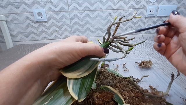 Использую новую кору при пересадке азиатской орхидеи Sogo Vivien после цветения. смотреть онлайн