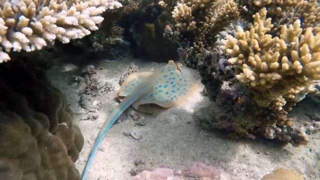 Music for sleep, meditation,Музыка для души, нежный крепкий сон, релакс музыка для сна и отдыха!!! смотреть онлайн