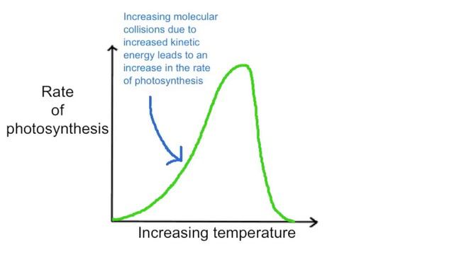 3.8.8 Outline the factors affecting the rate of photosynthesis смотреть онлайн