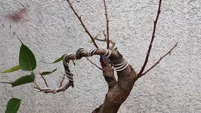 TRIMMING+WIRING FICUS RELIGIOSA(Sacred fig) #bonsaibeginner #bonsailovers #bonsaiart | kuyaZam vlog смотреть онлайн