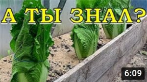 Как вырастить ПЕКИНСКУЮ КАПУСТУ, чтобы не ушла в стрелку☝☝☝