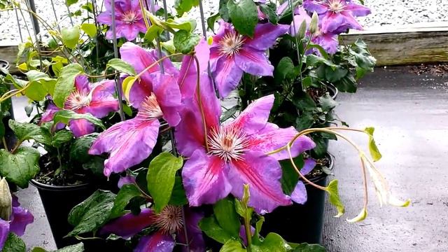Best Flowering Vines, Clematis Anna Louise
