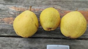 Эксклюзив. Груша сорт Сеянец Киффера (pear Seyanets Kiffera). Обзор сигнального плодоношения